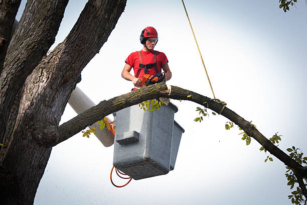 How Our Tree Care Process Works  in  Toronto, OH